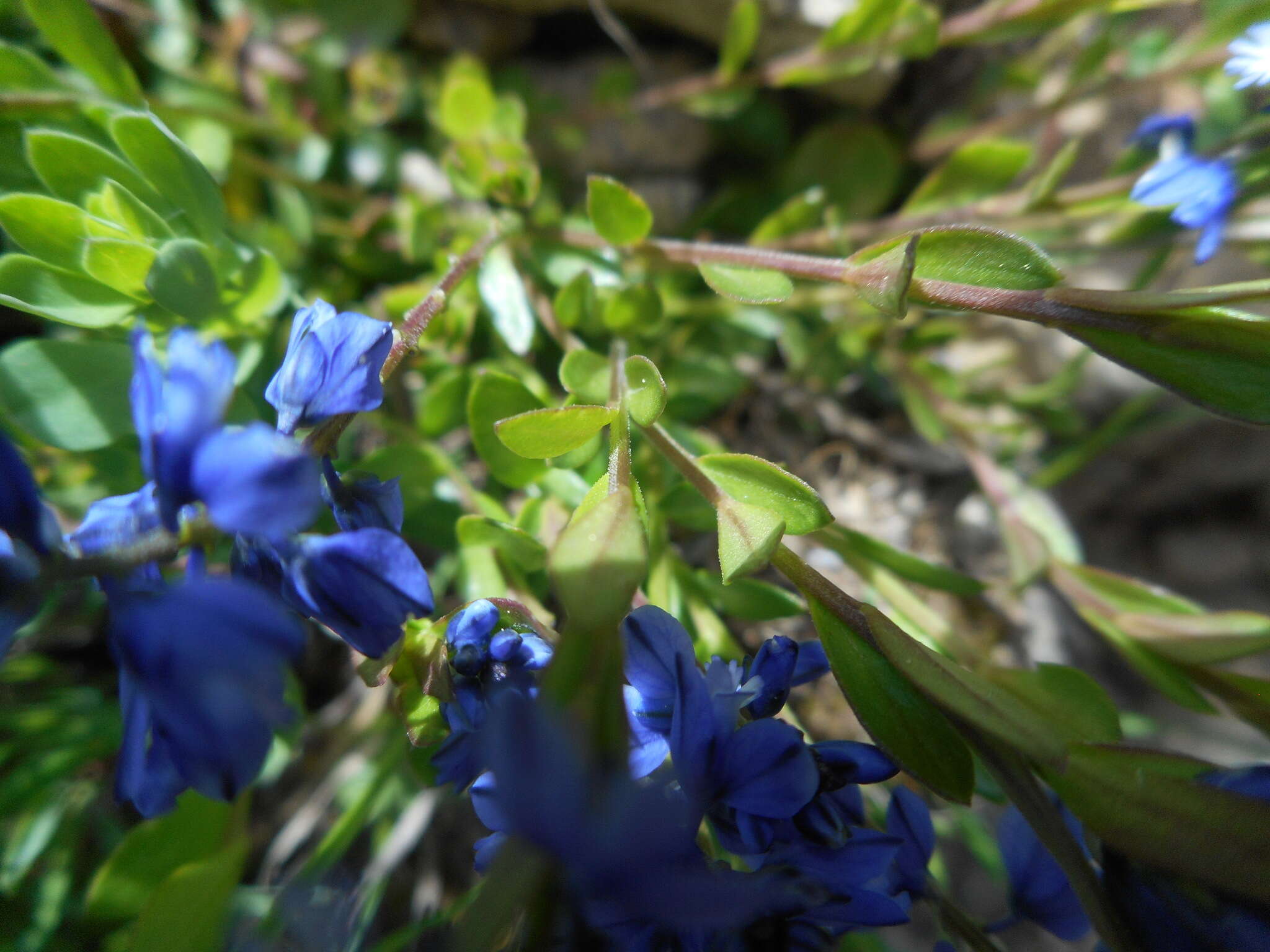 Image de Polygala alpestris Rchb.