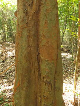 Alphonsea lutea (Roxb.) Hook. fil. & Thomson resmi