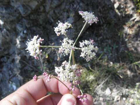 صورة Hippomarathrum montanum (L.)