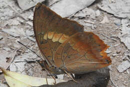 Imagem de Charaxes bernardus Fabricius 1793