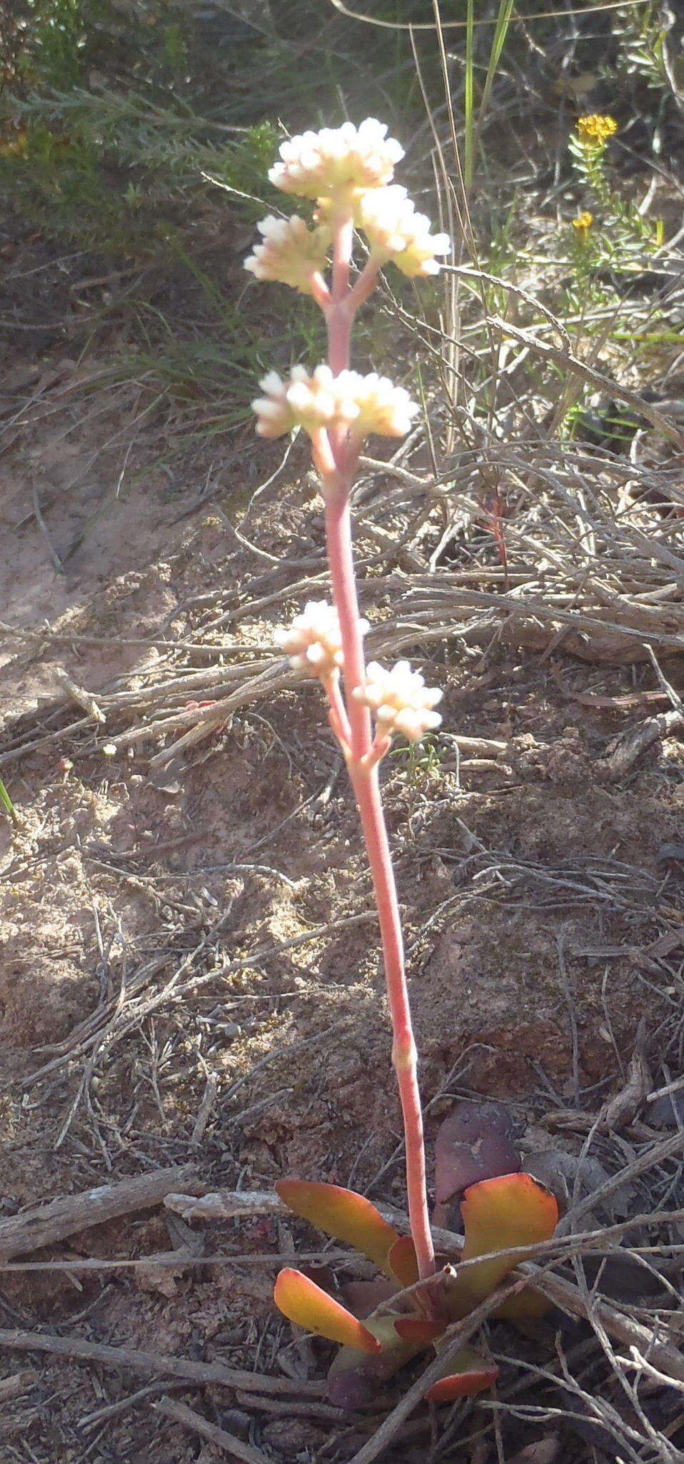 Image of <i>Crassula <i>nudicaulis</i></i> var. nudicaulis