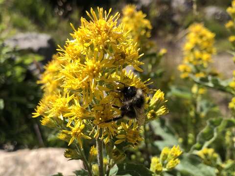 Image of Solidago virgaurea subsp. virgaurea