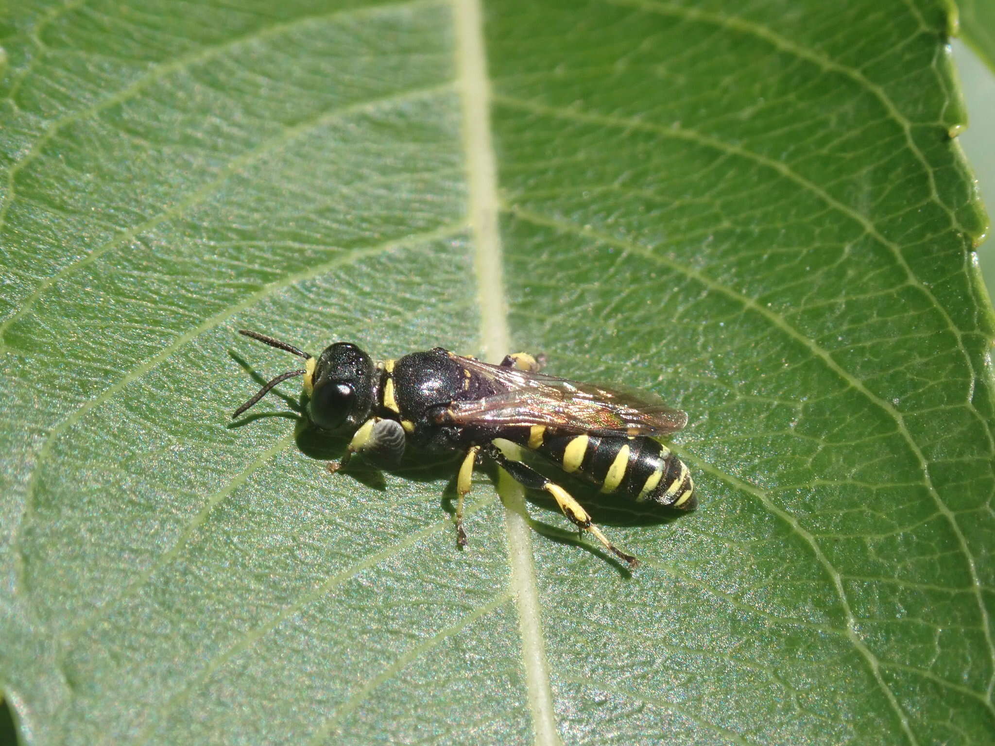 Image of Crabro advena F. Smith 1856