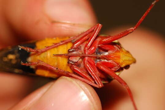 Image de Copidocephala guttata (White 1846)