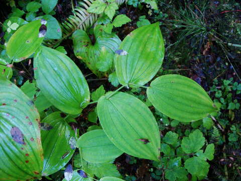 Imagem de Streptopus amplexifolius (L.) DC.