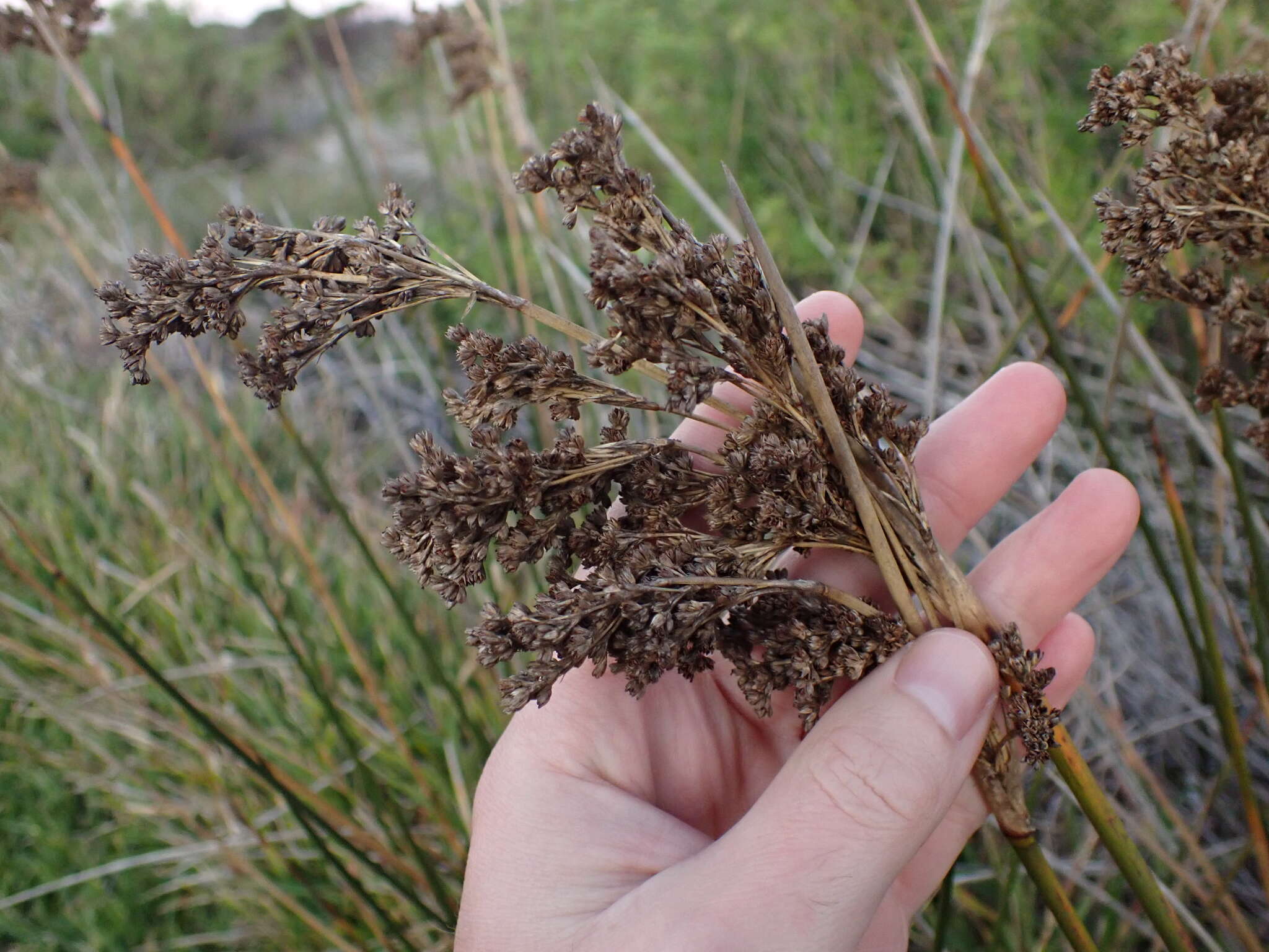 Image of Juncus kraussii subsp. kraussii