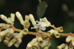 Image of Miconia bubalina (D. Don) Naud.