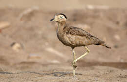 Image of Peruvian Thick-knee