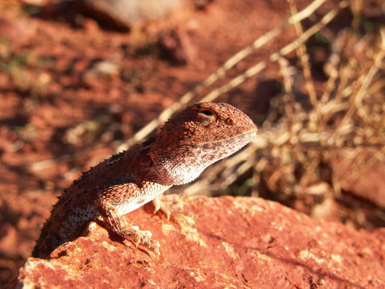 صورة Tympanocryptis centralis Sternfeld 1925