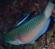 Image of Pink-margined Parrotfish