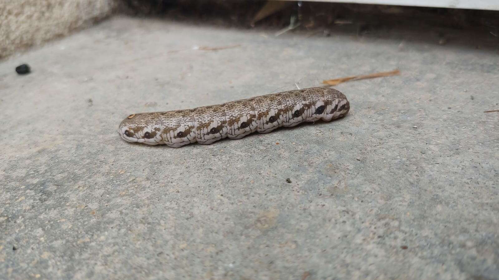 Image of Willowherb Hawkmoth