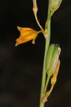 Слика од Echeandia flavescens (Schult. & Schult. fil.) Cruden