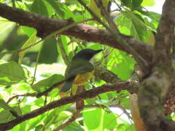 صورة Pachycephala caledonica (Gmelin & JF 1789)