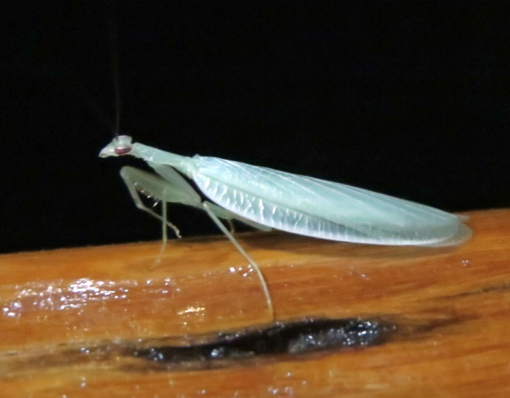 Image of Platycalymma dichroica Paulian 1957