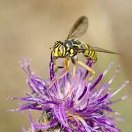 Image of Spilomyia manicata (Rondani 1865)