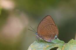 Image of Arhopala epimuta epiala Corbet 1941