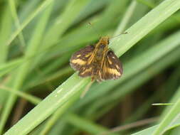 Image of Taractrocera papyria Boisduval 1832