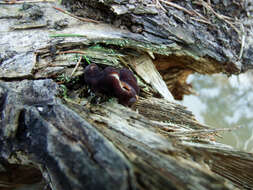 Plancia ëd Gyromitra longipes Harmaja 1979