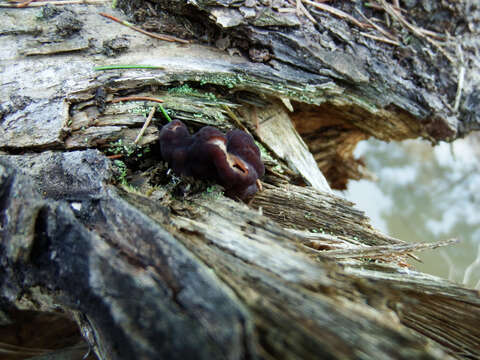 Image of Gyromitra longipes Harmaja 1979