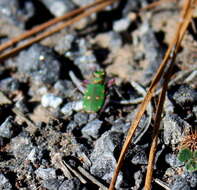 Sivun Cicindela (Cicindela) campestris suffriani Loew 1843 kuva