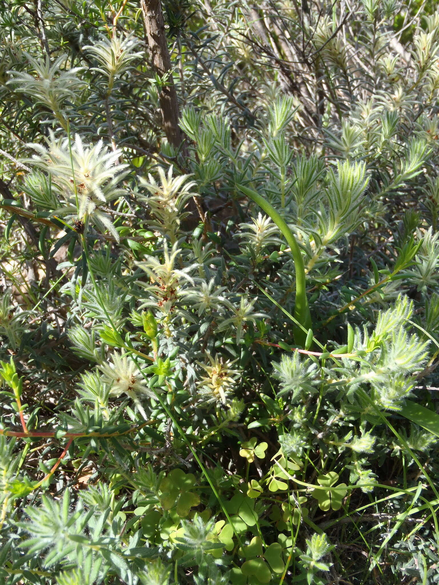 Image of Phylica plumosa var. plumosa