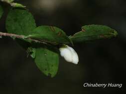 Imagem de Camellia lutchuensis Ito ex Ito & Matsum.