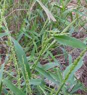Image of Texas signalgrass
