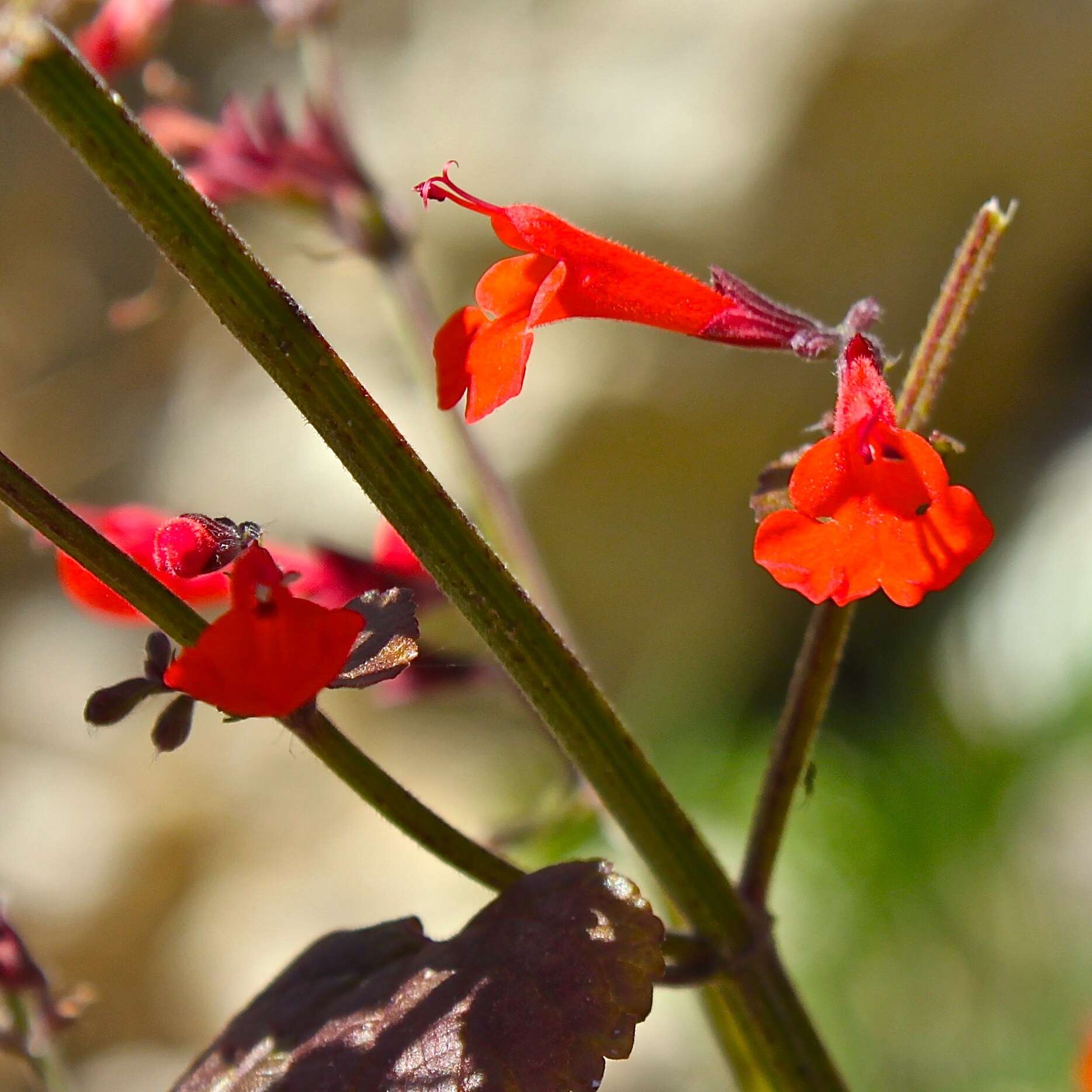 Imagem de Salvia coccinea Buc'hoz ex Etl.