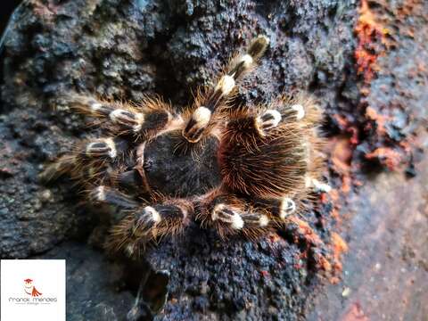 Image of Acanthoscurria