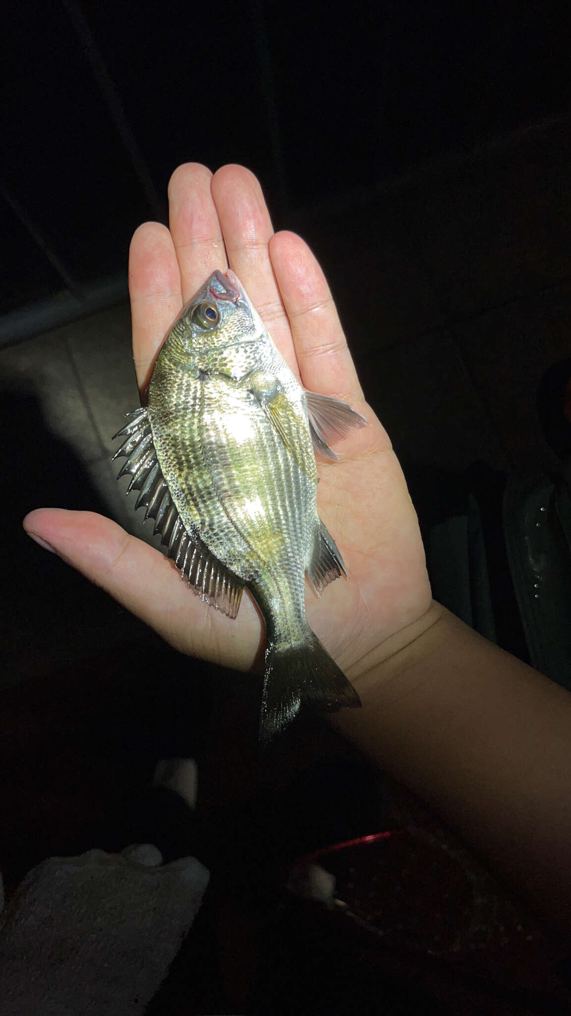 Image of Blackhead Seabream