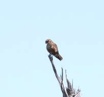 Image of Brown Falcon