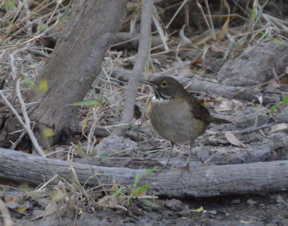 Image of White-throated Robin