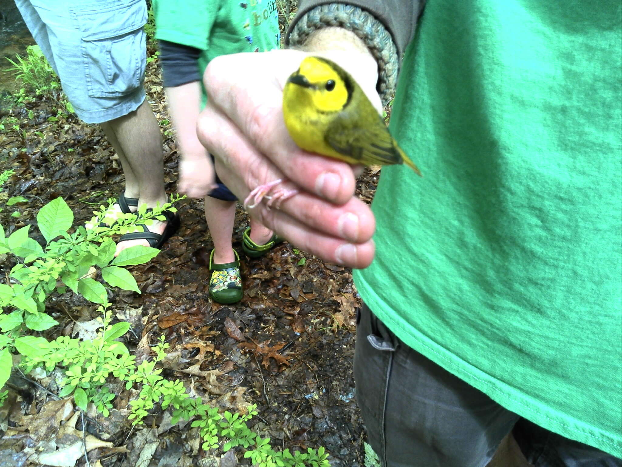 Image of Hooded Warbler