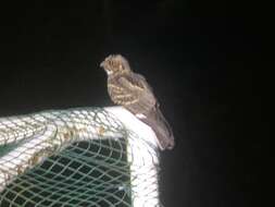 Image of Large-tailed Nightjar