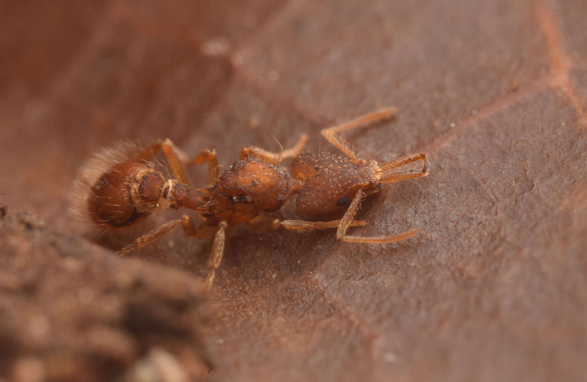 Image of Strumigenys trinidadensis Wheeler 1922