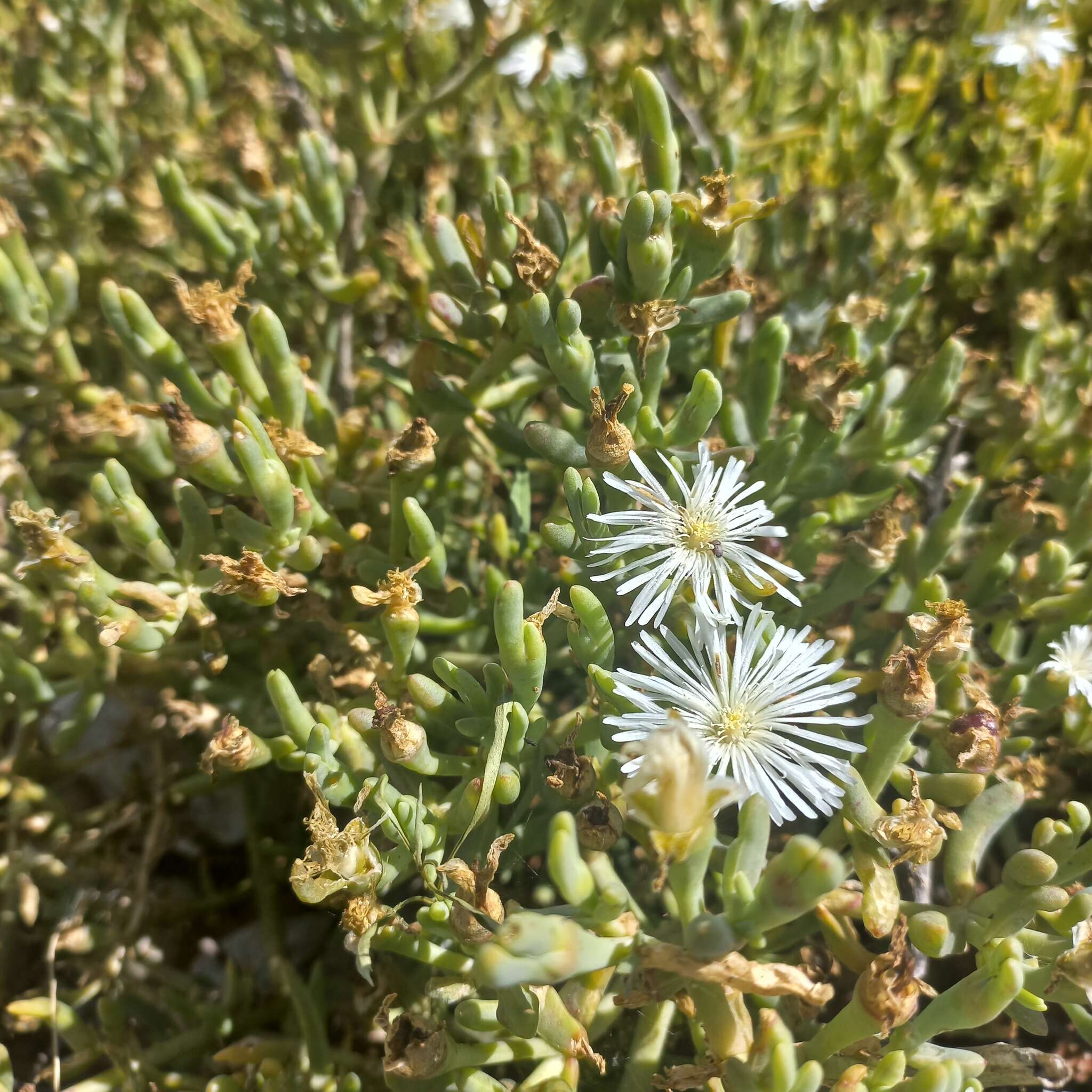 Image of Mesembryanthemum noctiflorum L.