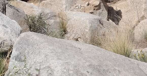 Image of Colorado Chipmunk