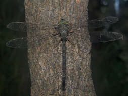 Image of Brown Duskhawker