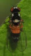 Image of Callomyia amoena Meigen 1824