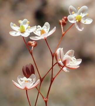 Image of Pharnaceum ciliare Adamson