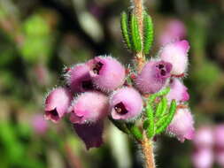 Image of Erica hirtiflora Curt.