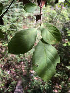 Plancia ëd Halesia diptera J. Ellis