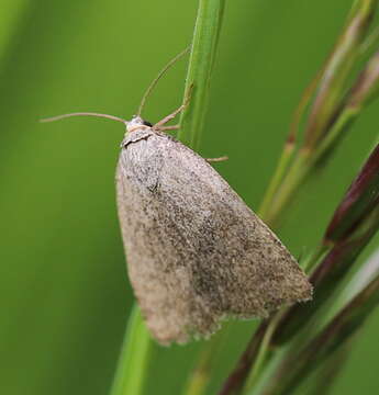 Image of Reddish Buff