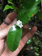 صورة Ixora biflora Fosberg