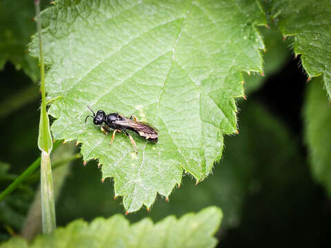 Crabro scutellatus (von Scheven 1781) resmi