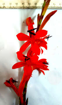 Imagem de Watsonia angusta Ker Gawl.