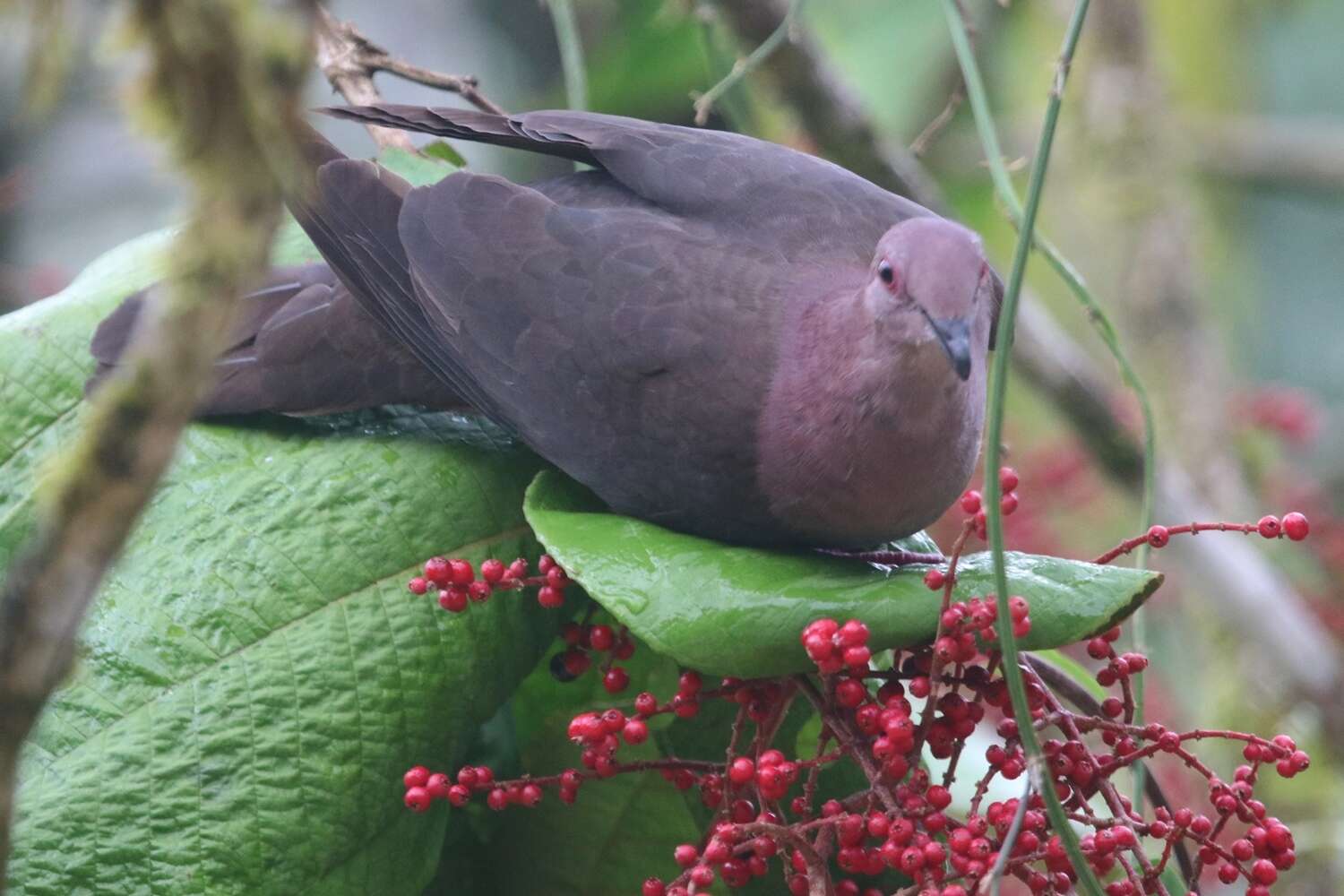 Patagioenas nigrirostris (Sclater & PL 1860) resmi