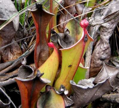 Image of Heliamphora nutans Benth.