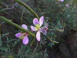 Image of <i>Cleome <i>oxyphylla</i></i> Burch. var. oxyphylla