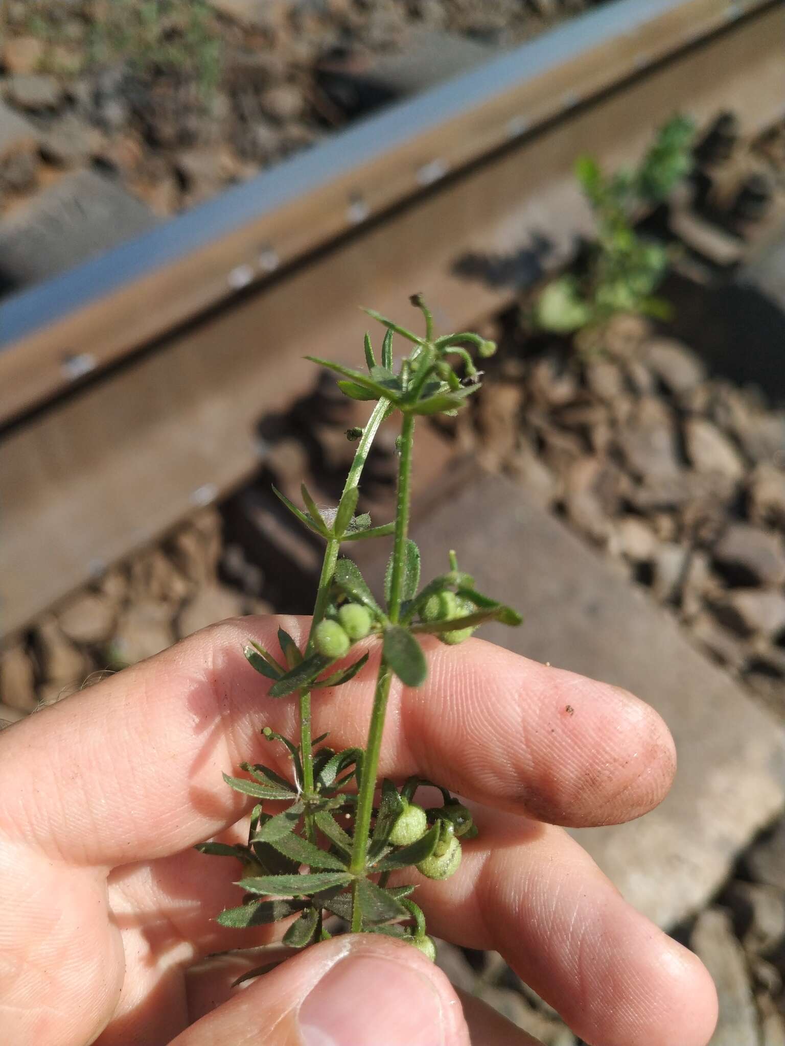 Plancia ëd Galium tricornutum Dandy